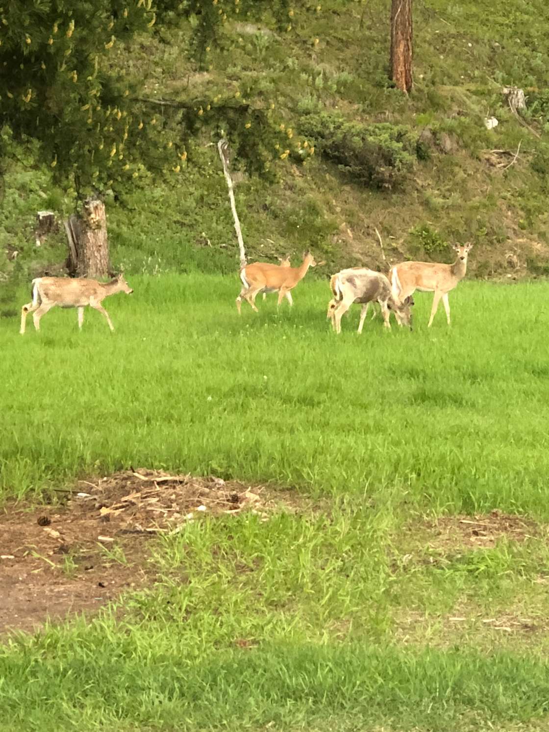 Firewood farms Hipcamp in Seeley Lake, Montana