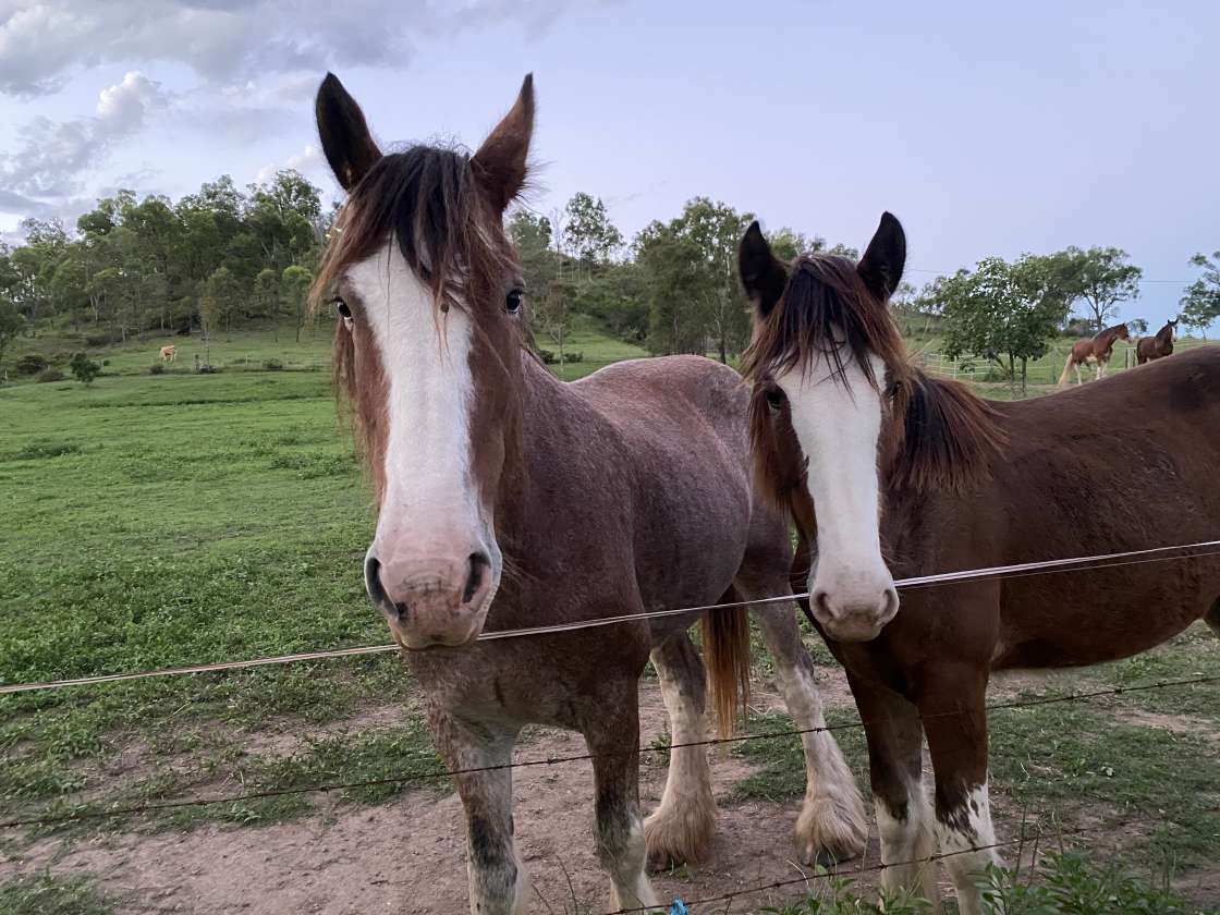 Shiralee Clydesdales And Farm Stay Hipcamp In Nankin Queensland