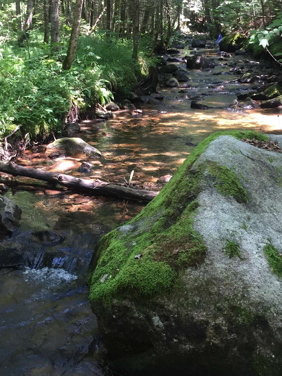 Burke Mountain Bike Camp Haven Hipcamp in East Burke, Vermont