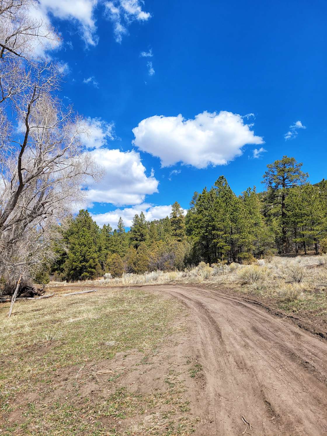 Rojo ojo Hipcamp in La Madera, New Mexico