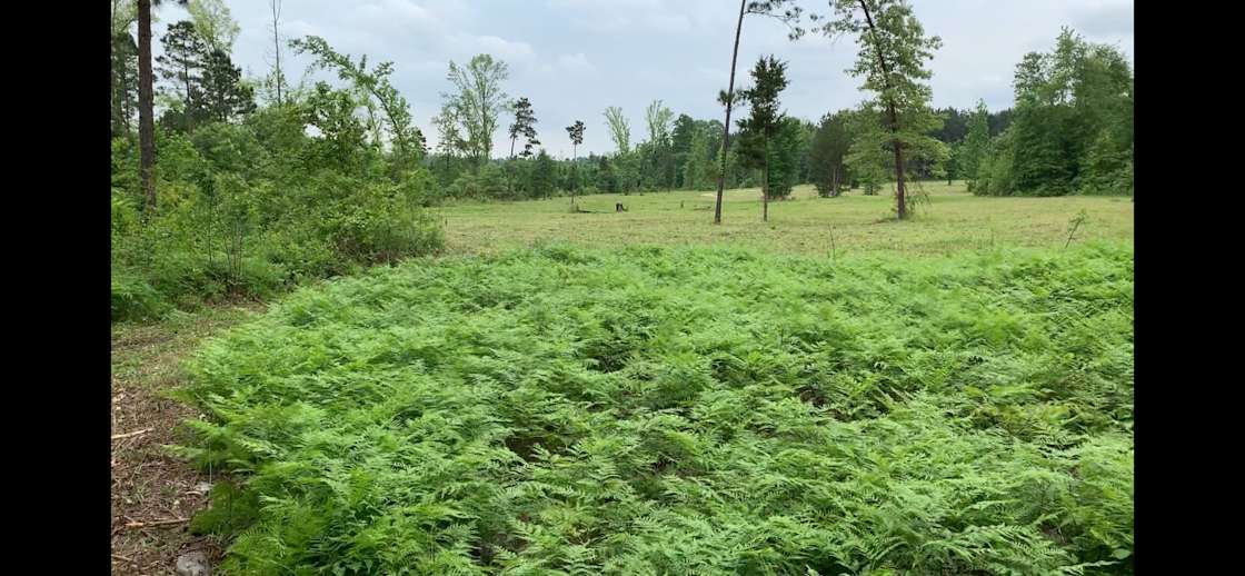 Windmill Farms Hipcamp in Linden, Texas