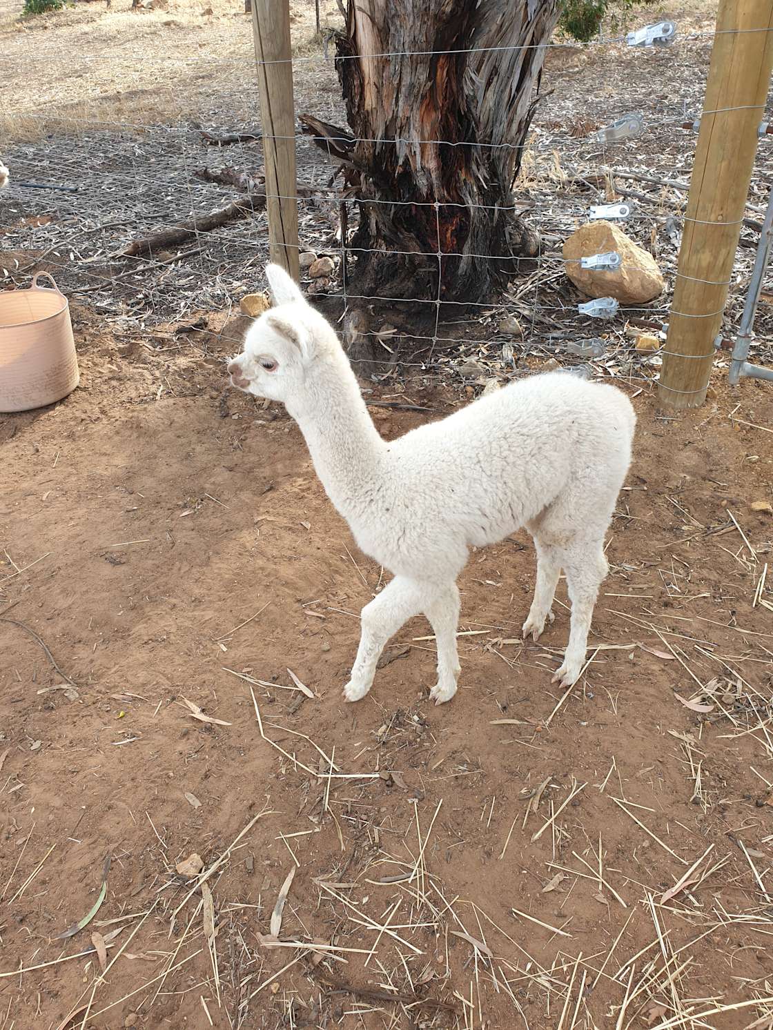 Alexandra H.’s Land Hipcamp in Coondle, Western Australia