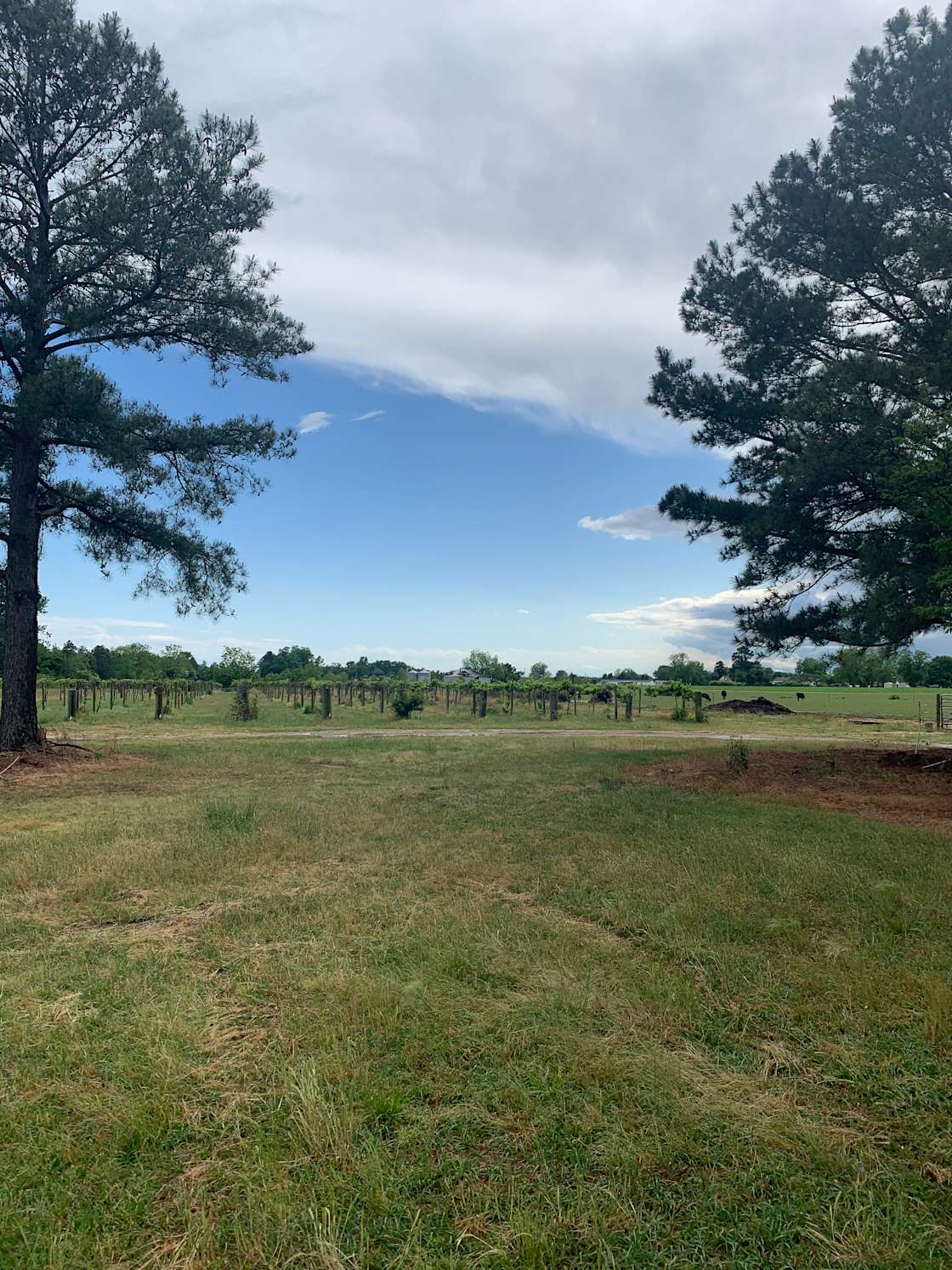 Pine tree village Hipcamp in Clinton, North Carolina