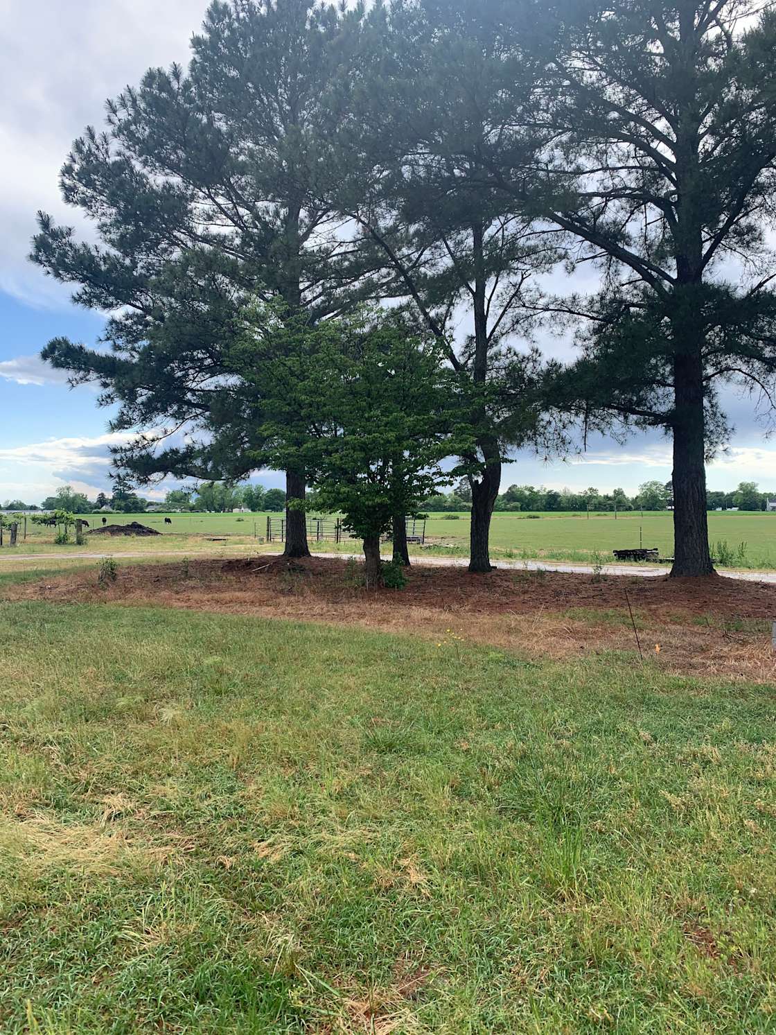 Pine tree village Hipcamp in Clinton, North Carolina