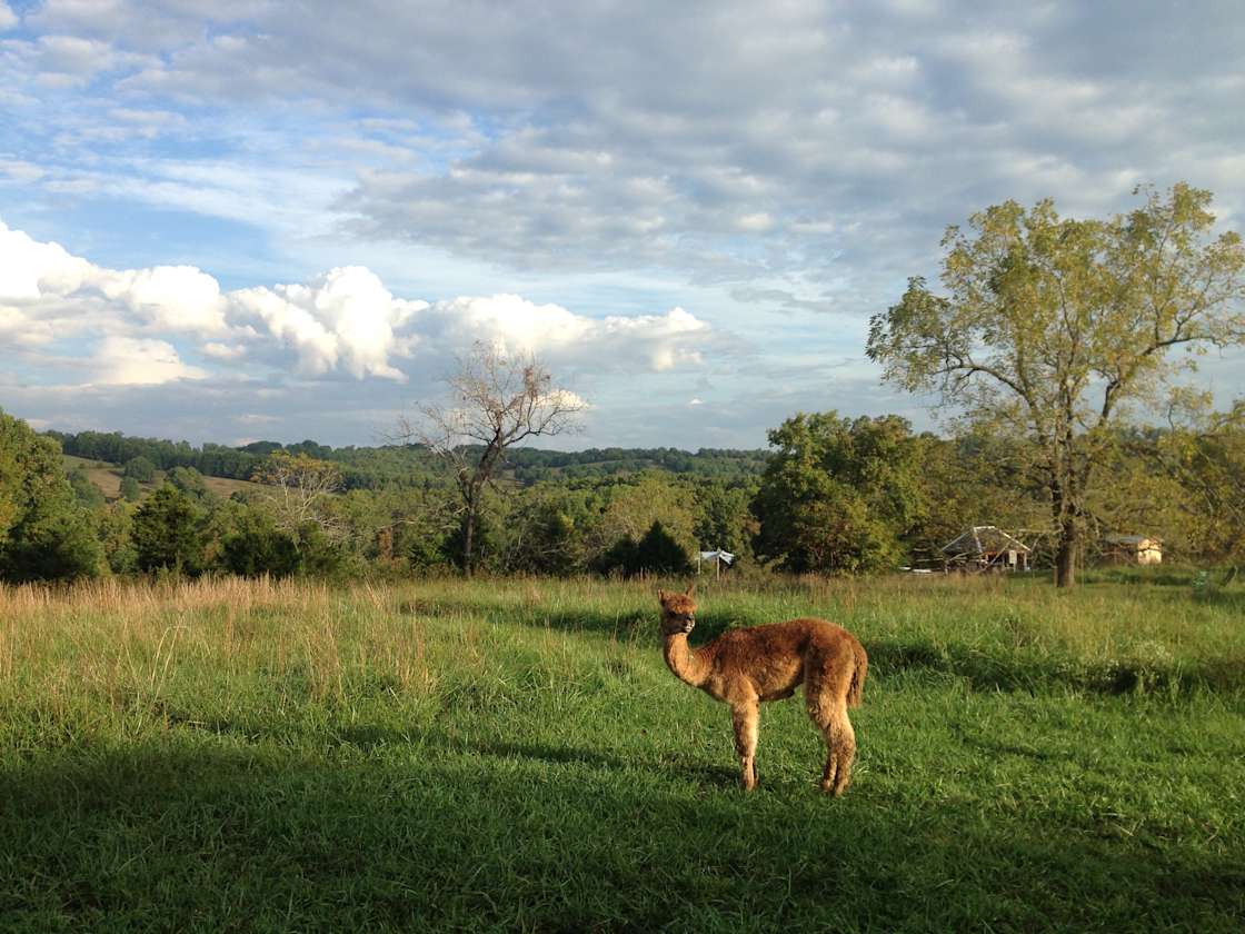 Dockley Ranch Hipcamp in Chadwick, Missouri