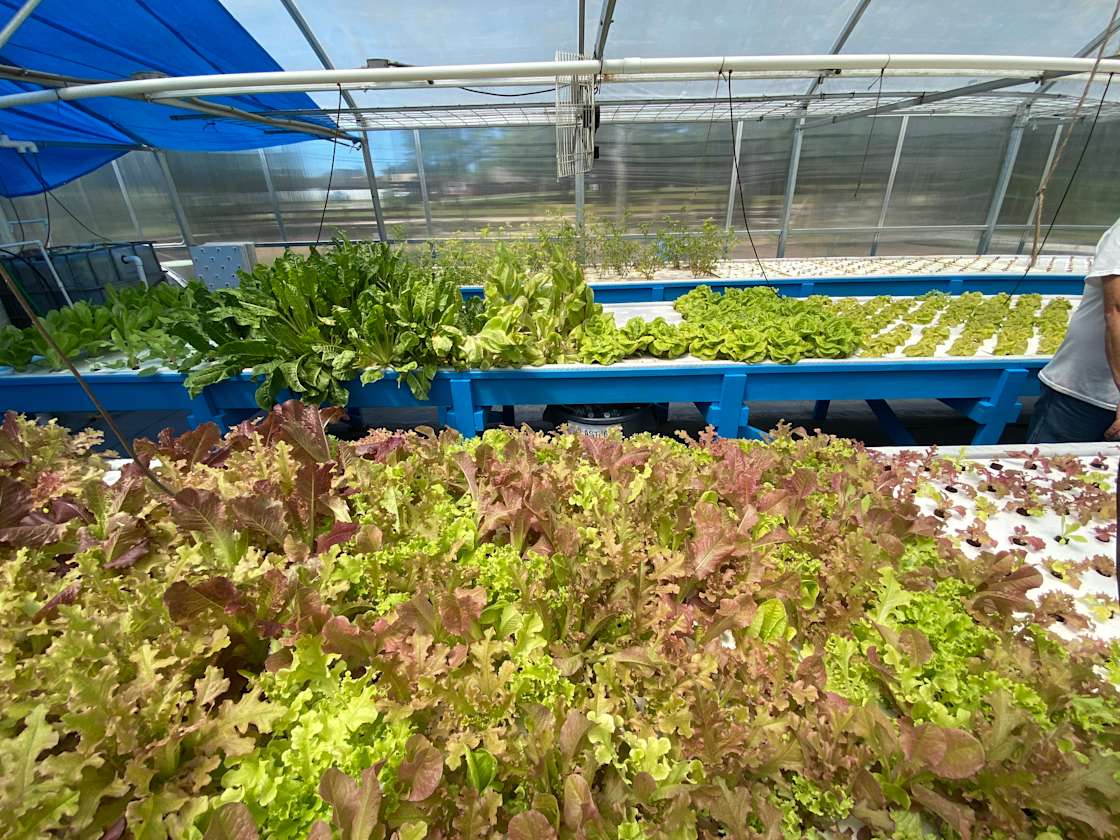 Eden Gardens Jax Hipcamp in Jacksonville, Florida