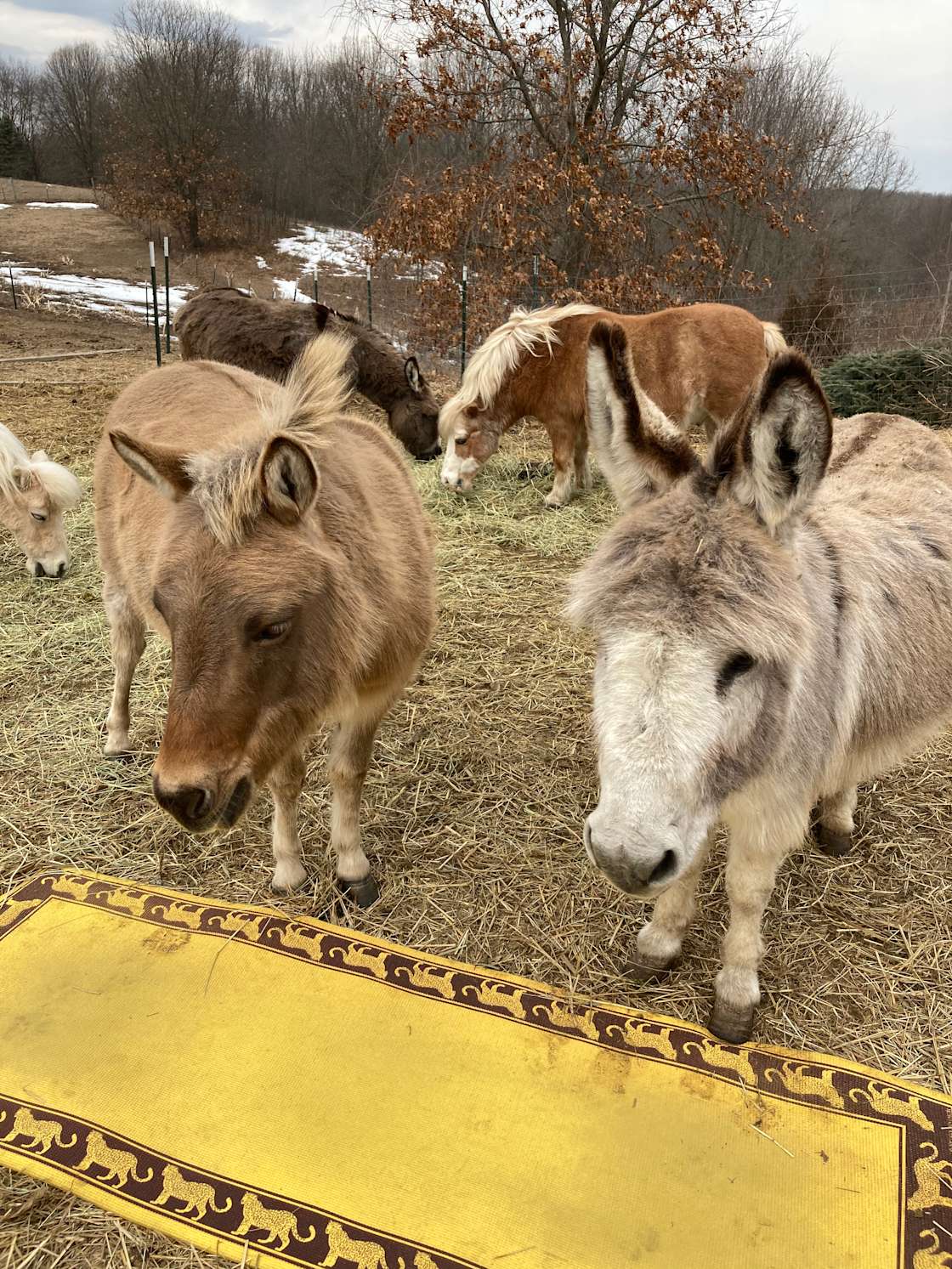 Miniature Horse & Donkey Oasis Hipcamp in Saranac, Michigan