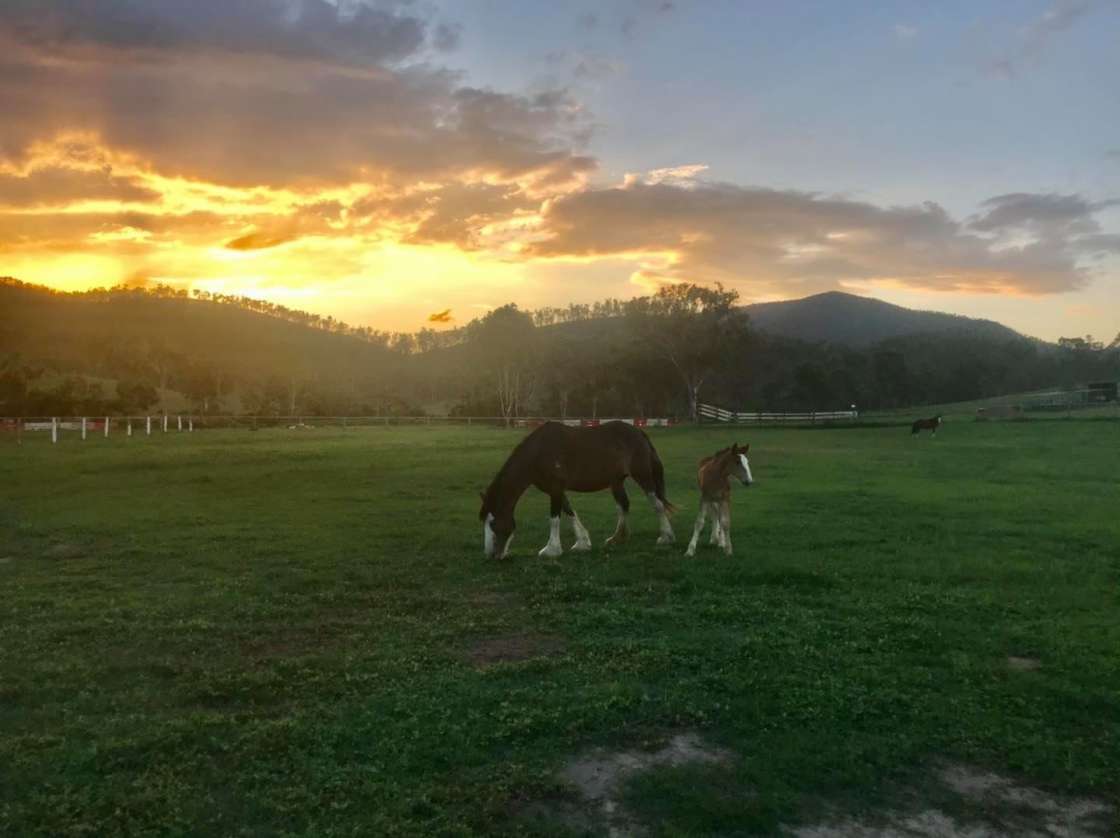 Shiralee Clydesdales And Farm Stay Hipcamp In Nankin Queensland