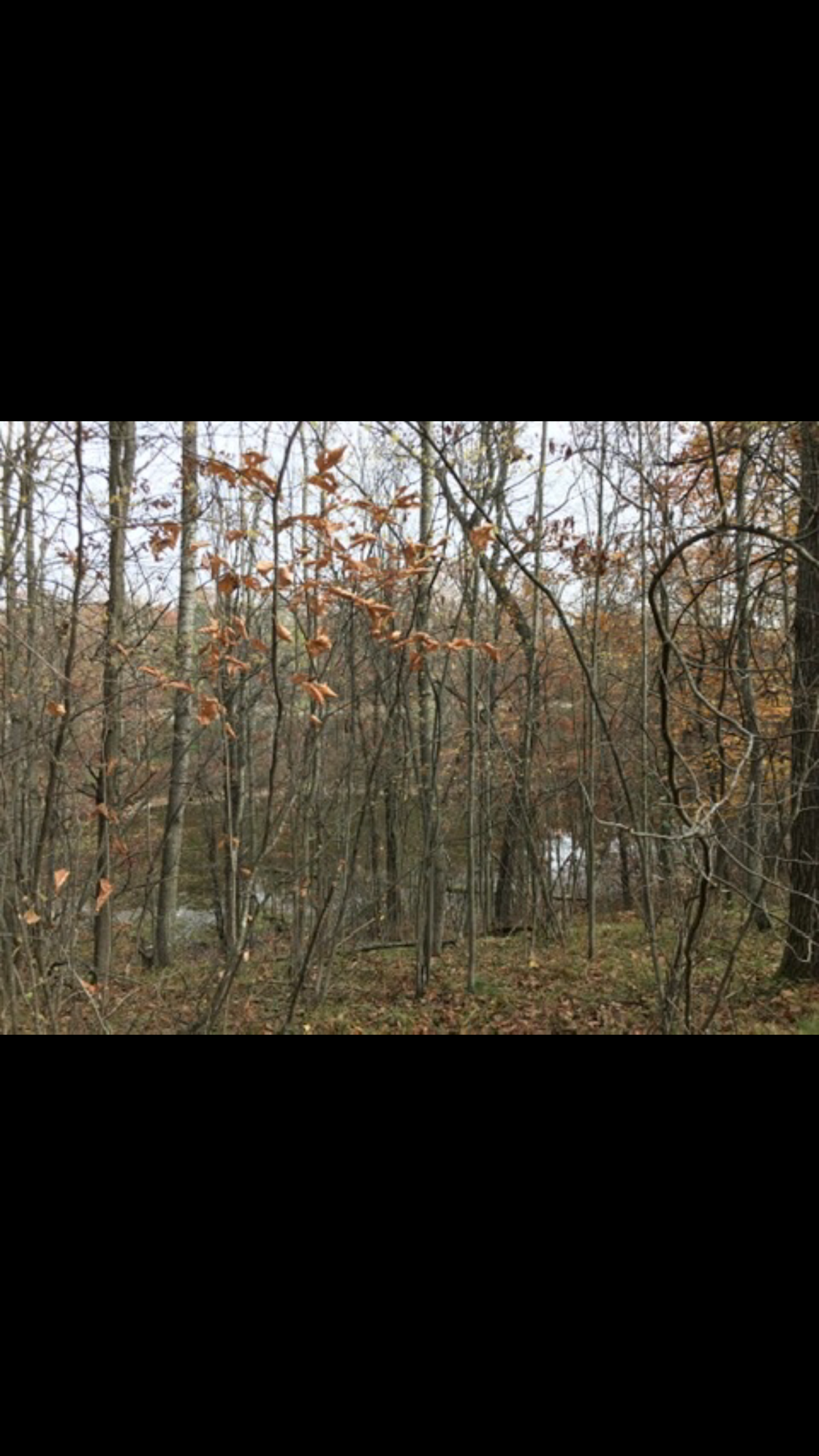 The wild Hipcamp in Farwell, Michigan