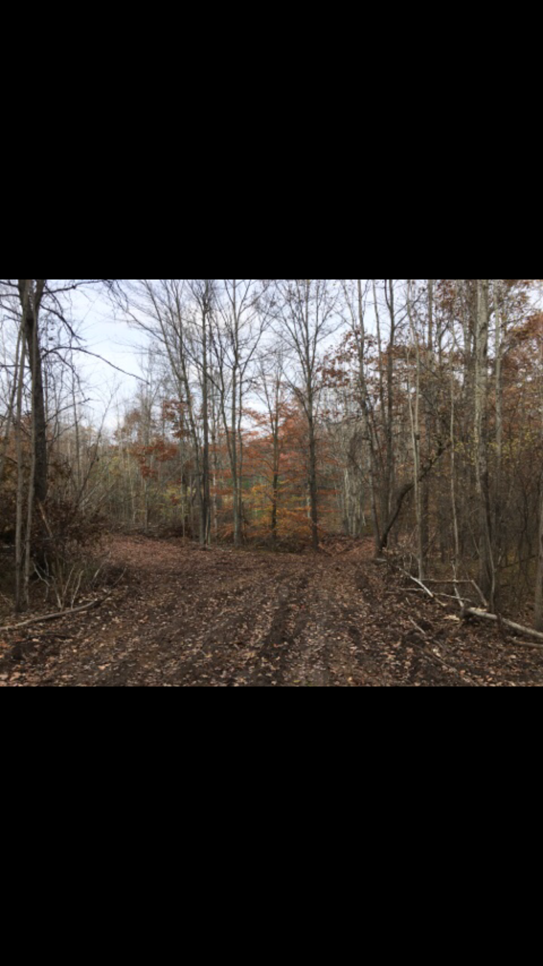 The wild Hipcamp in Farwell, Michigan