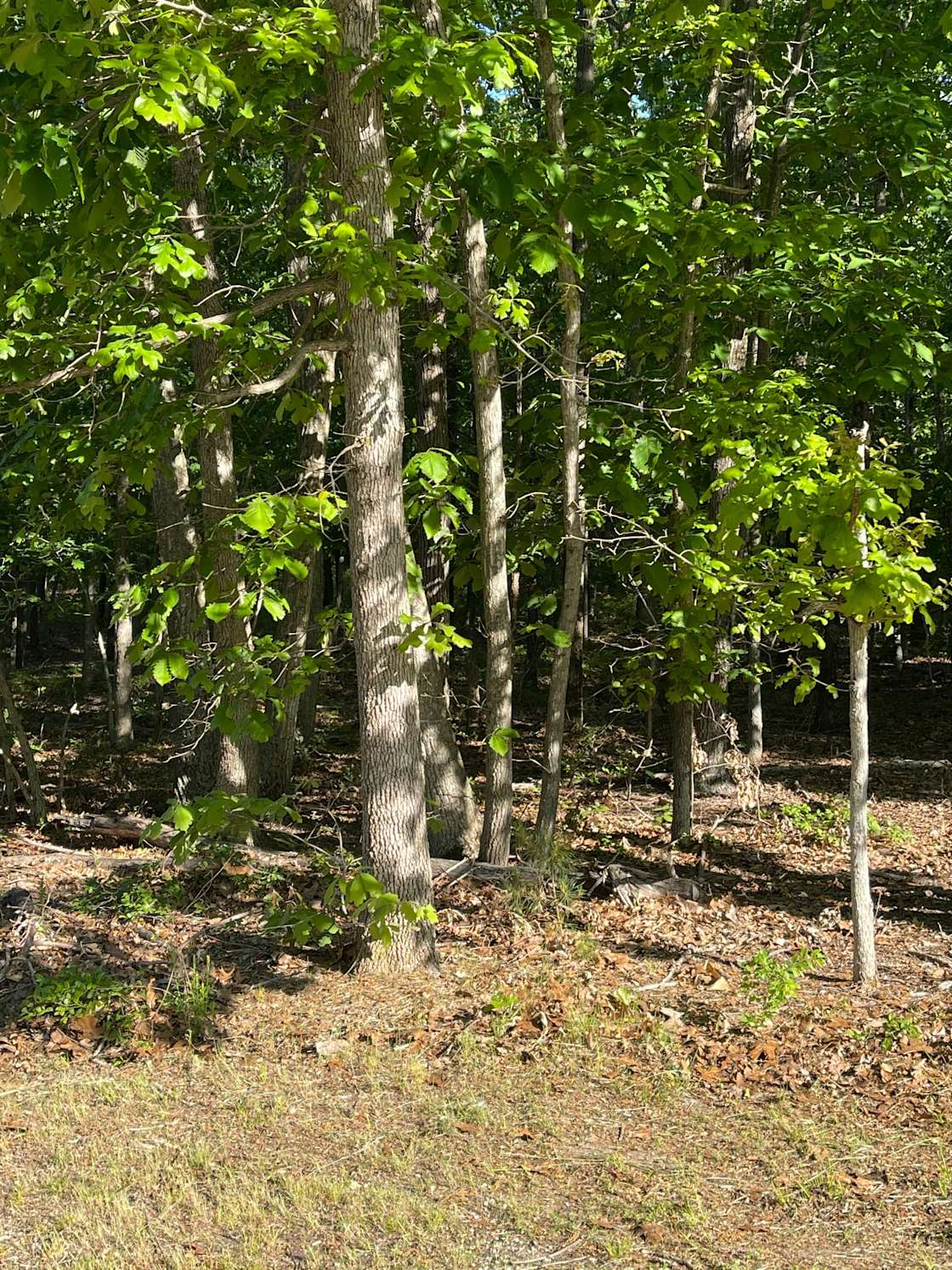 Chesilhurst Getaway Hipcamp in Chesilhurst, New Jersey