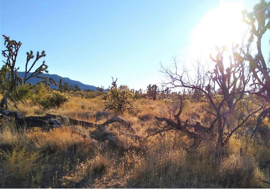 Tent camping Hipcamp in Dolan Springs, Arizona