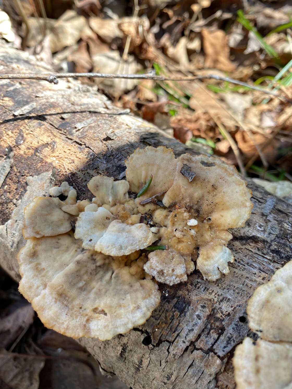 Crazy Acres Hipcamp in Moncton, New Brunswick