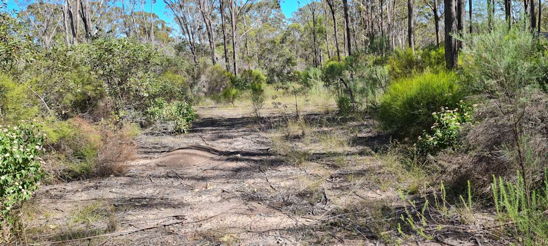 Blackbutt Campground Hipcamp in Blackbutt North, Queensland