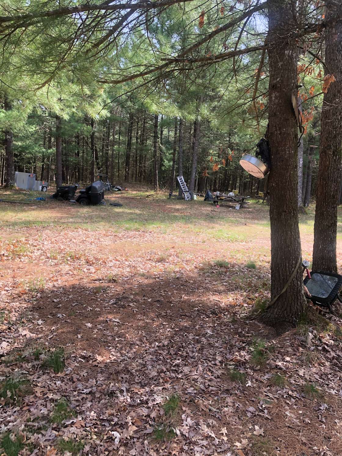 Pine Forest Hipcamp in Baldwin, Michigan