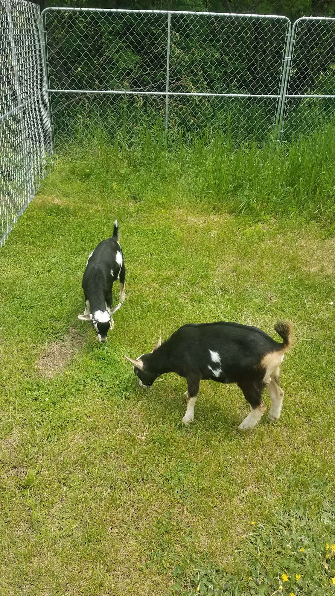 Ryegate Away Cabins Hipcamp in Ryegate, Vermont