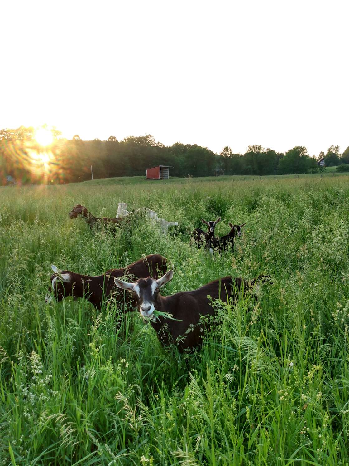 Empty Pockets Ranch Hipcamp in Cobleskill, New York