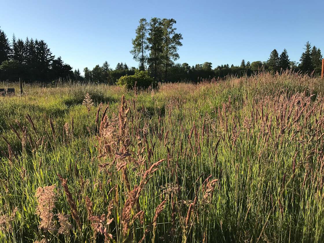 Homestead Camp Forks Hipcamp in Forks, Washington