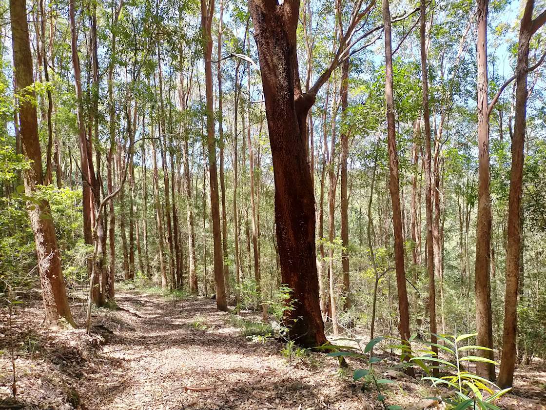 Binalong Forest Retreat Hipcamp in Upper Burringbar, New South Wales