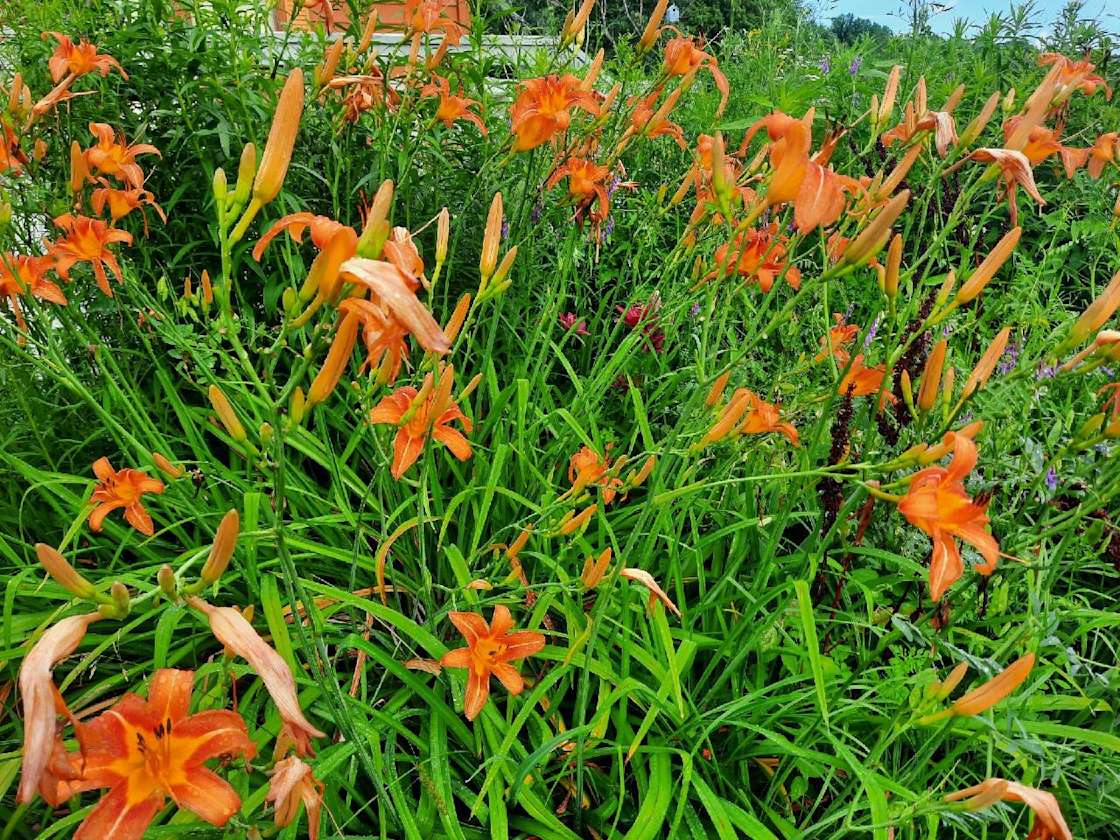 Shipshewana lake with channel Hipcamp in Shipshewana, Indiana