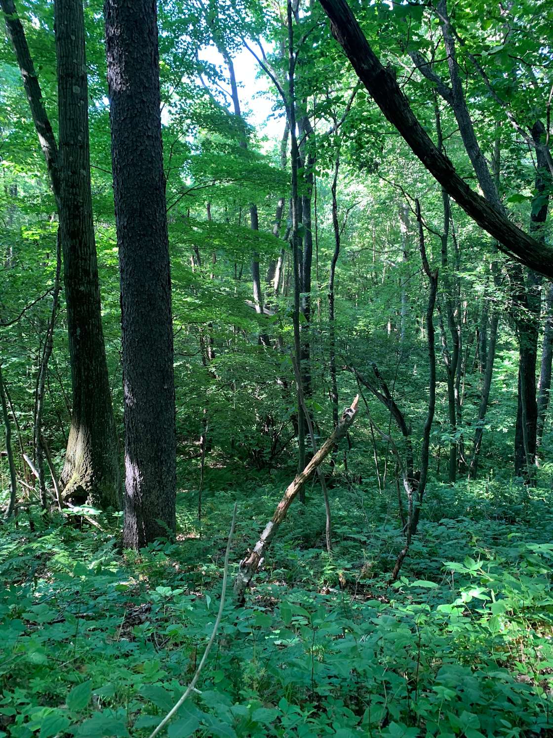 Namaste hideaway Hipcamp in Stoystown, Pennsylvania