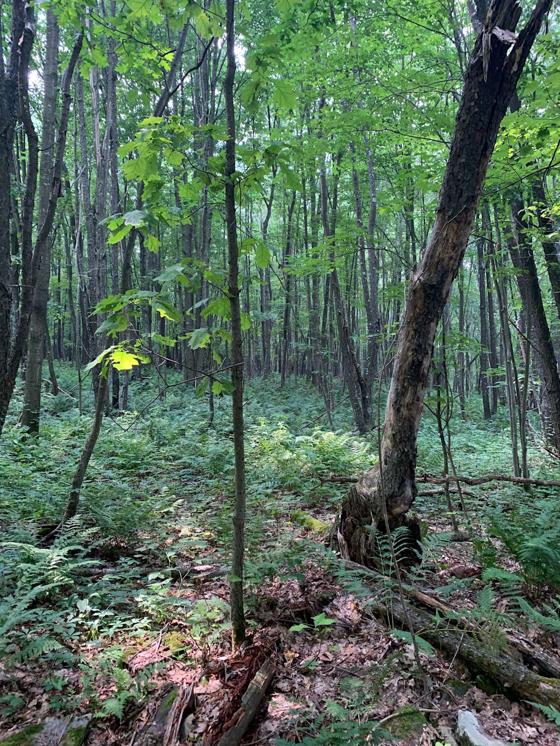 Namaste hideaway Hipcamp in Stoystown, Pennsylvania