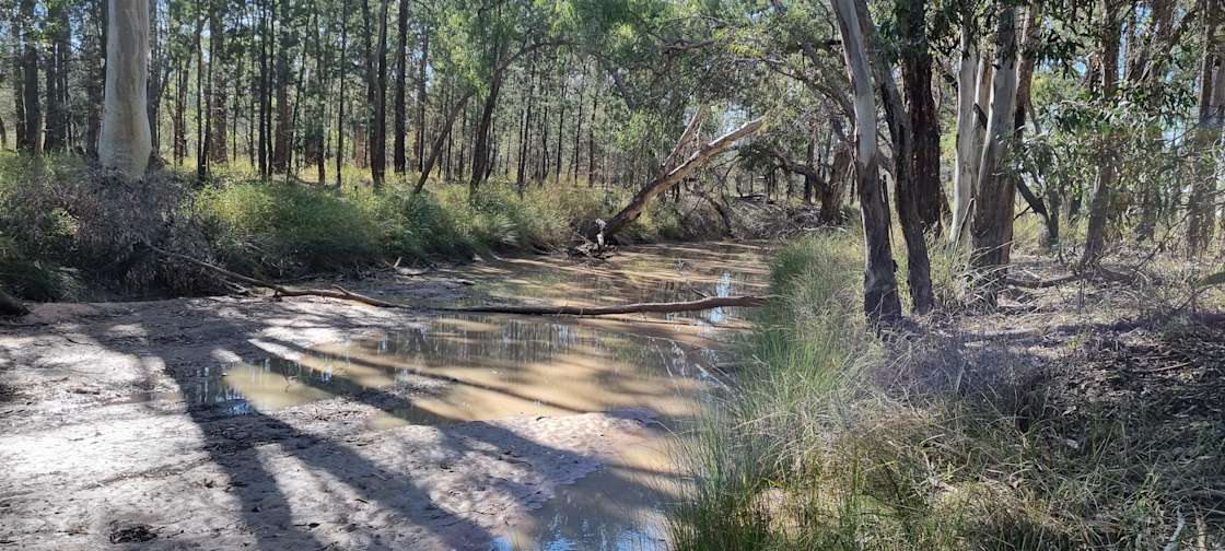 Bare Camp Nudist Clothing Optional Hipcamp in Miles, Queensland