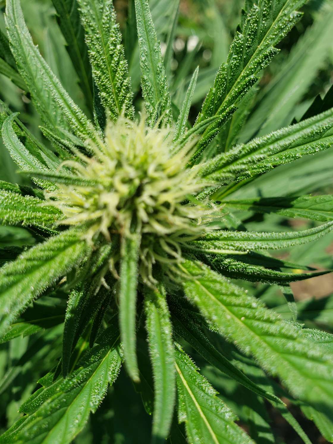 2nd40 to 420 The Farm Hipcamp in Pamplin, Virginia