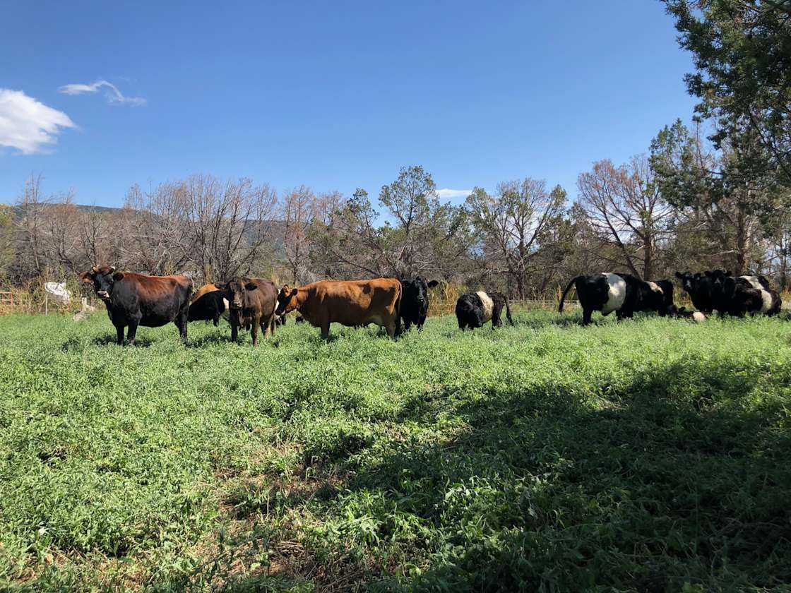 Cedar Springs Farm Hipcamp in Hotchkiss, Colorado