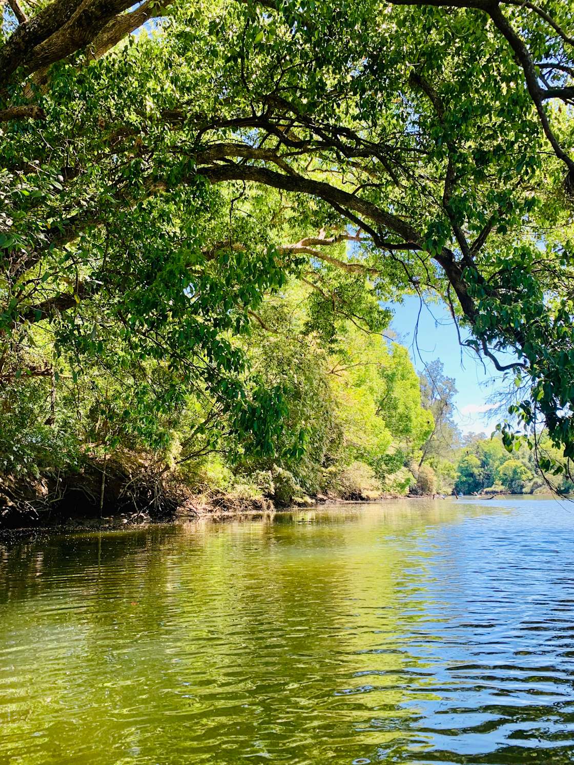 Bellinger River Camping Hipcamp in Bellingen, New South Wales