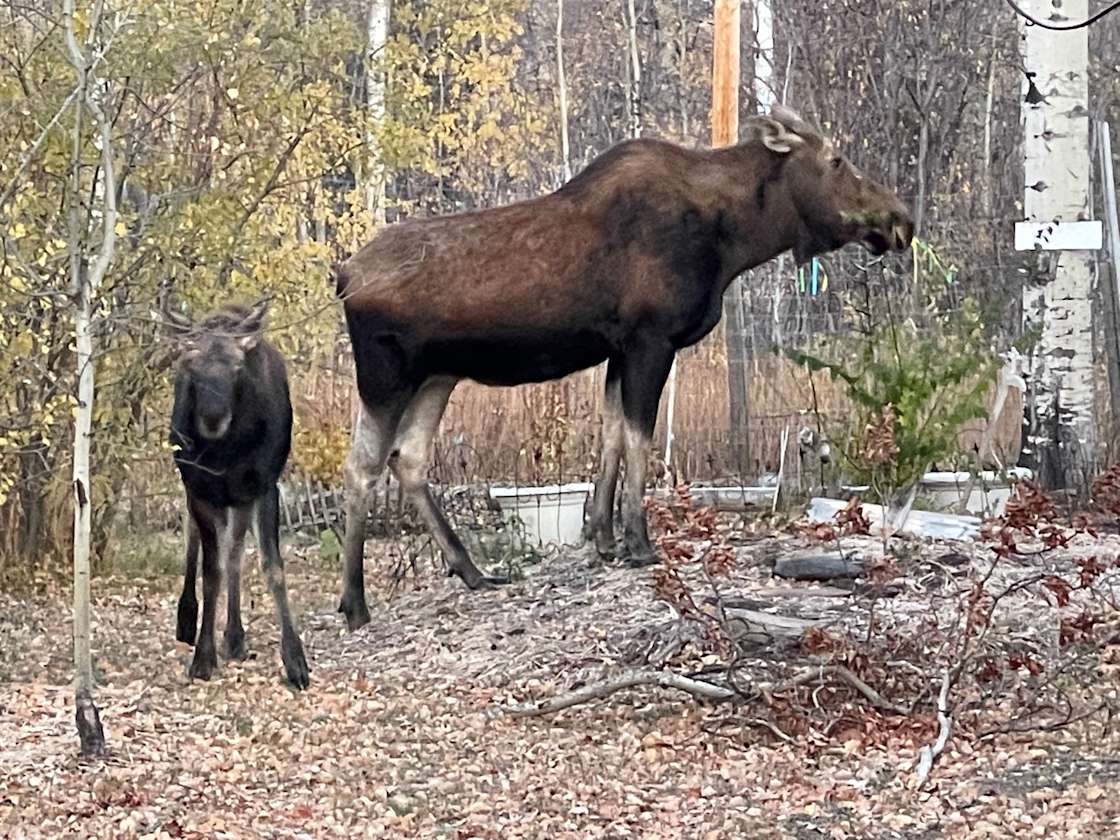Boreal Forest Gardens and Camping Hipcamp in Charlie Lake, British