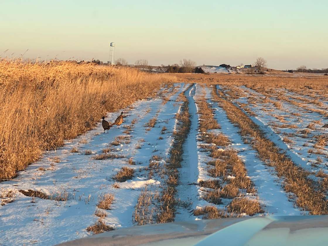 Pheasant Ranch Hipcamp in Mitchell, South Dakota