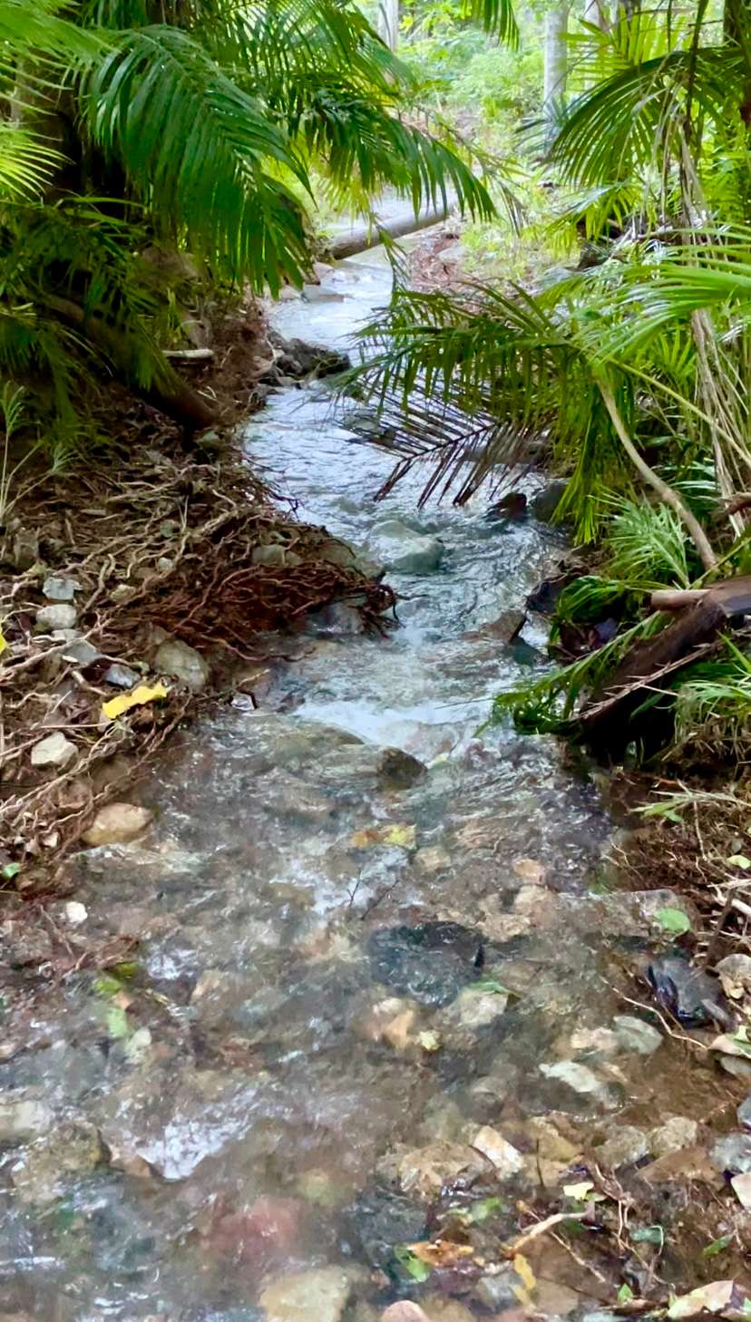 Serene Raintree Retreat Hipcamp in Wongawallan, Queensland