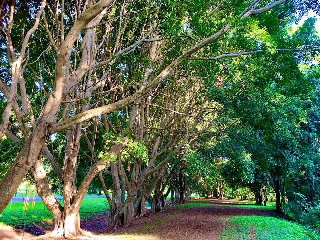 Serene Raintree Retreat Hipcamp in Wongawallan, Queensland