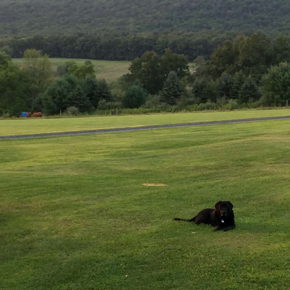 Camping Site With Creek Within Hipcamp in Zion Grove, Pennsylvania