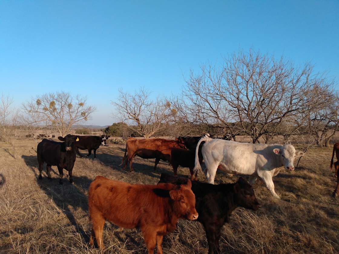 Grady Groves Ranch Lampasas, TX Hipcamp in Lampasas, Texas