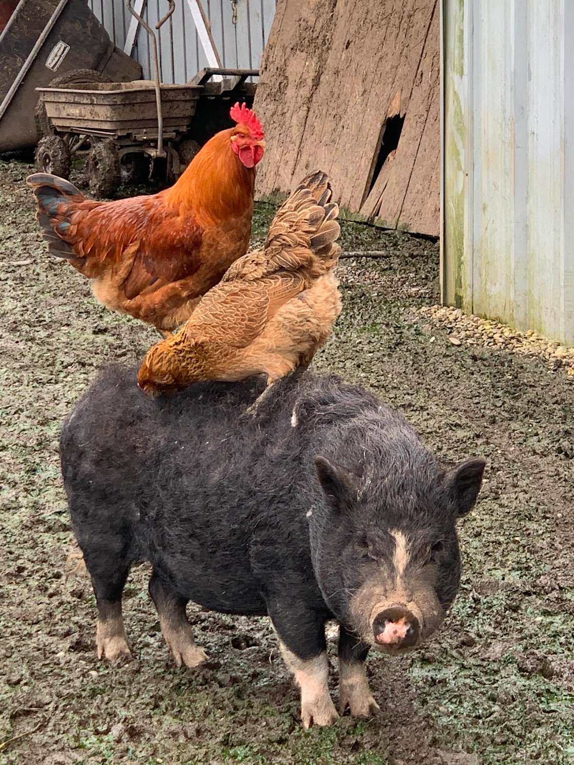 Sunset Farms Sanctuary Hipcamp in Cove, Arkansas