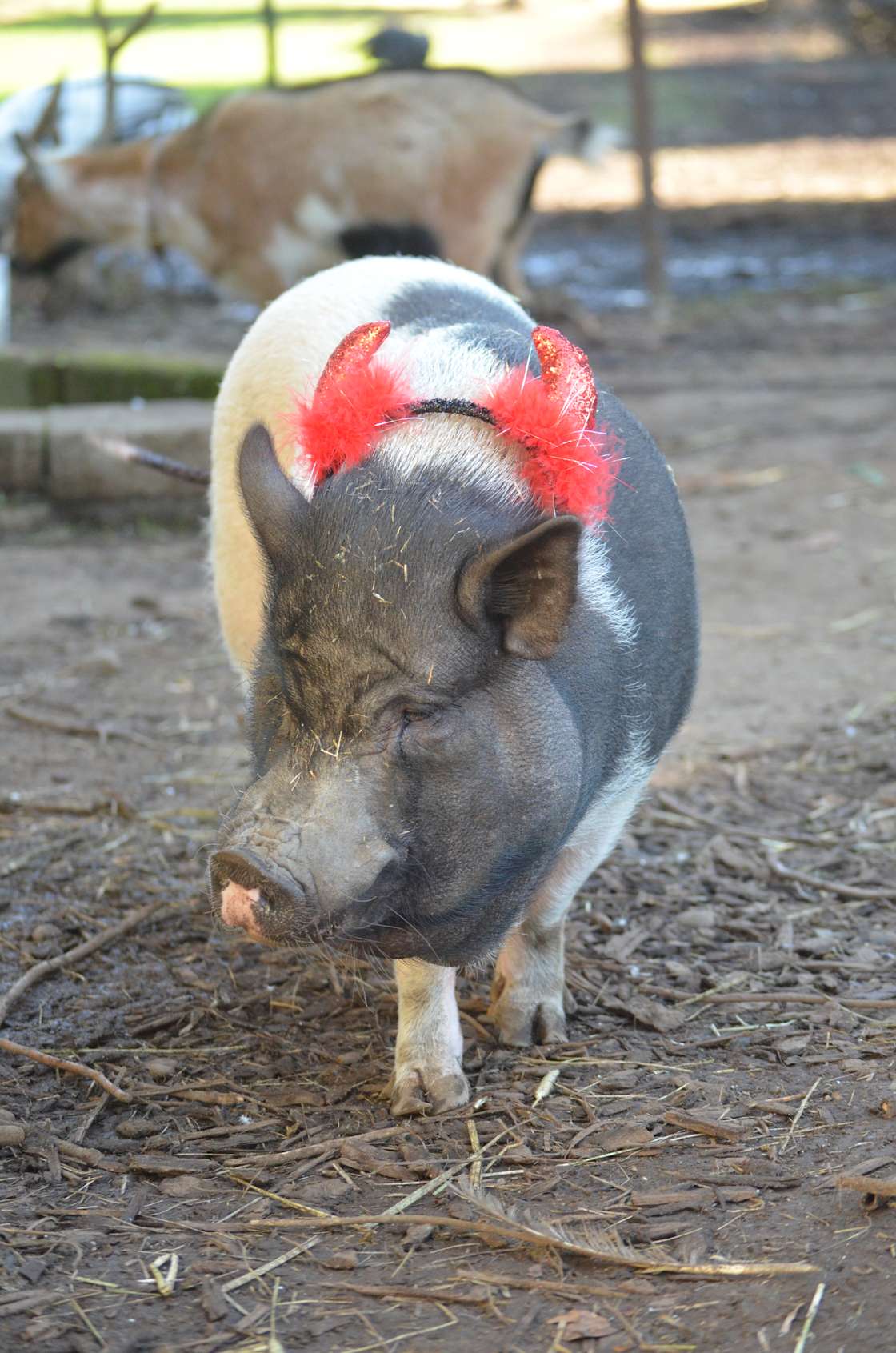 Sunset Farms Sanctuary Hipcamp in Cove, Arkansas
