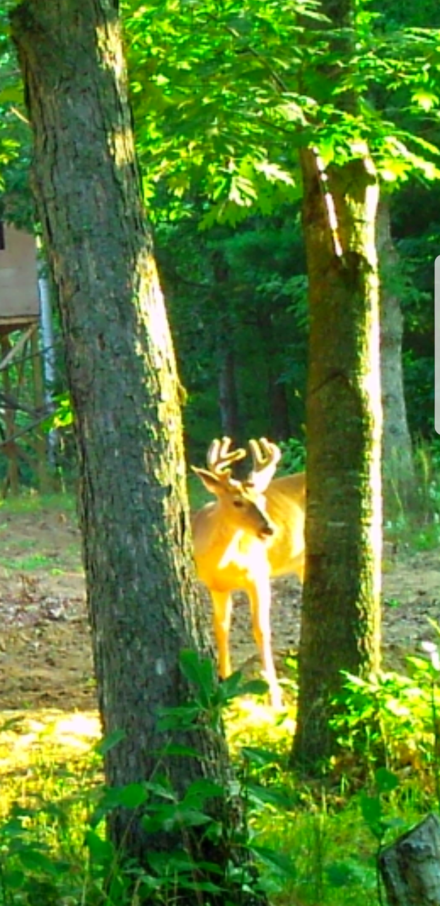 B Mo's Hideout Hipcamp in Columbiaville, Michigan