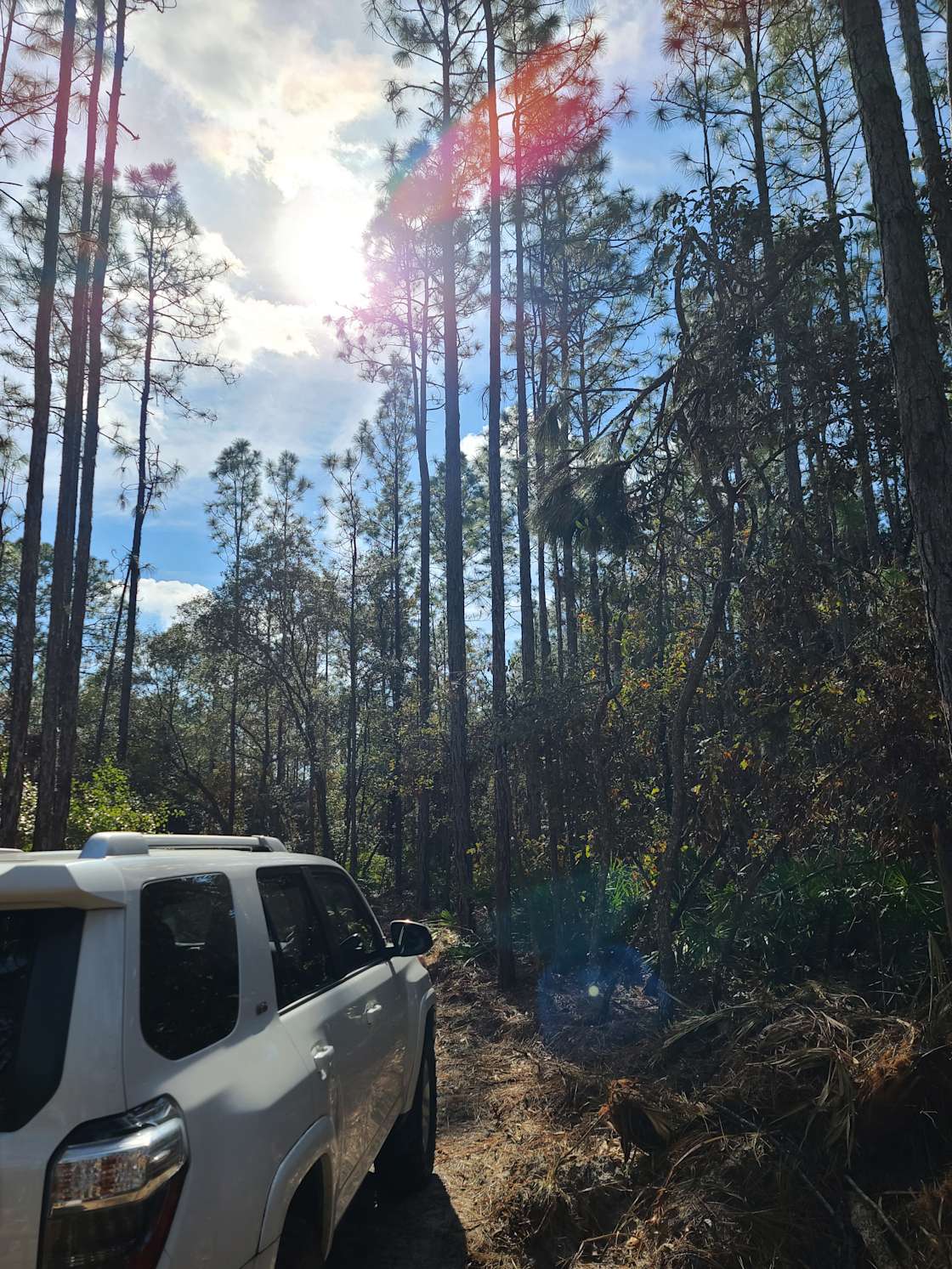 Quiet Pines Acres Hipcamp in Homosassa, Florida