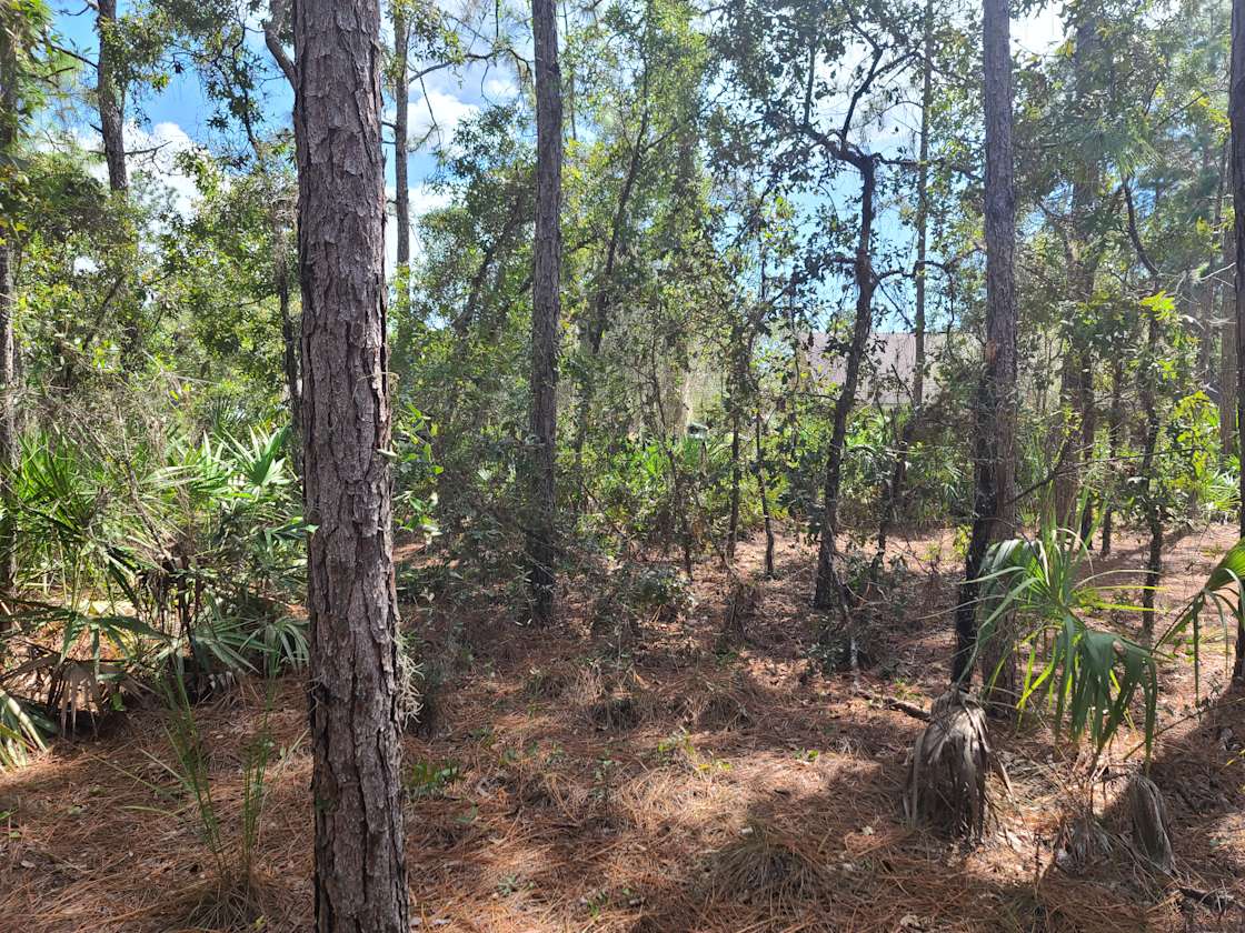 Quiet Pines Acres Hipcamp in Homosassa, Florida