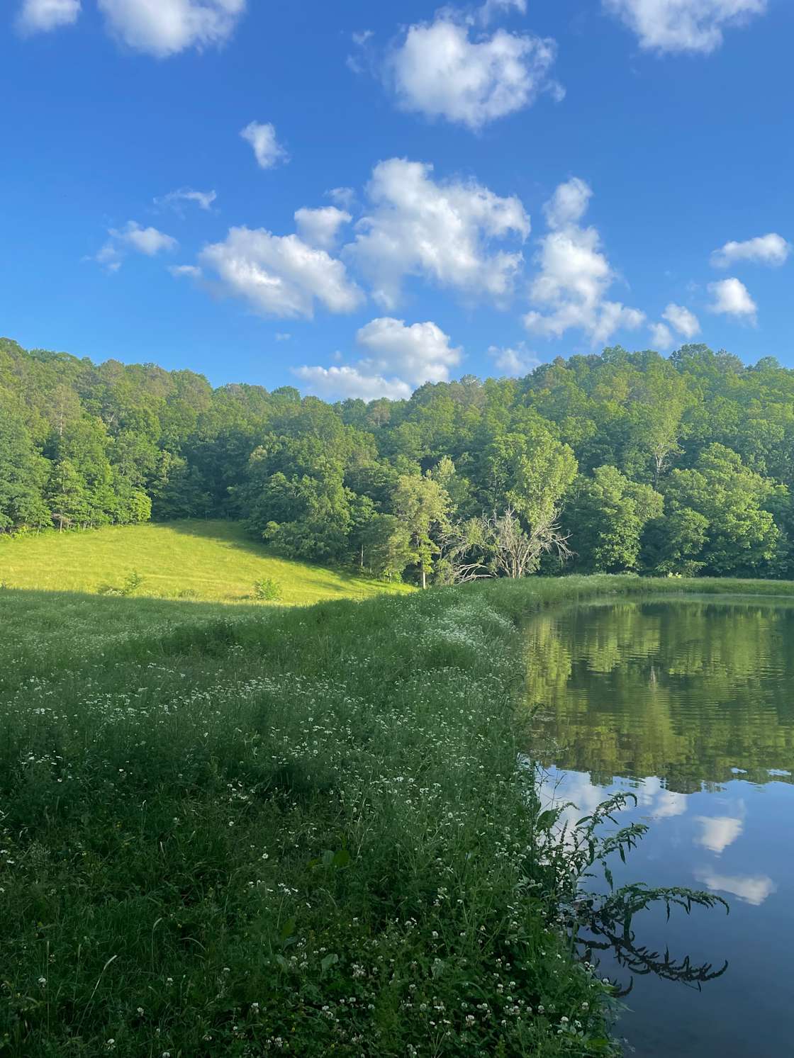 Humming Pines - Hipcamp in Saint Joe, Arkansas