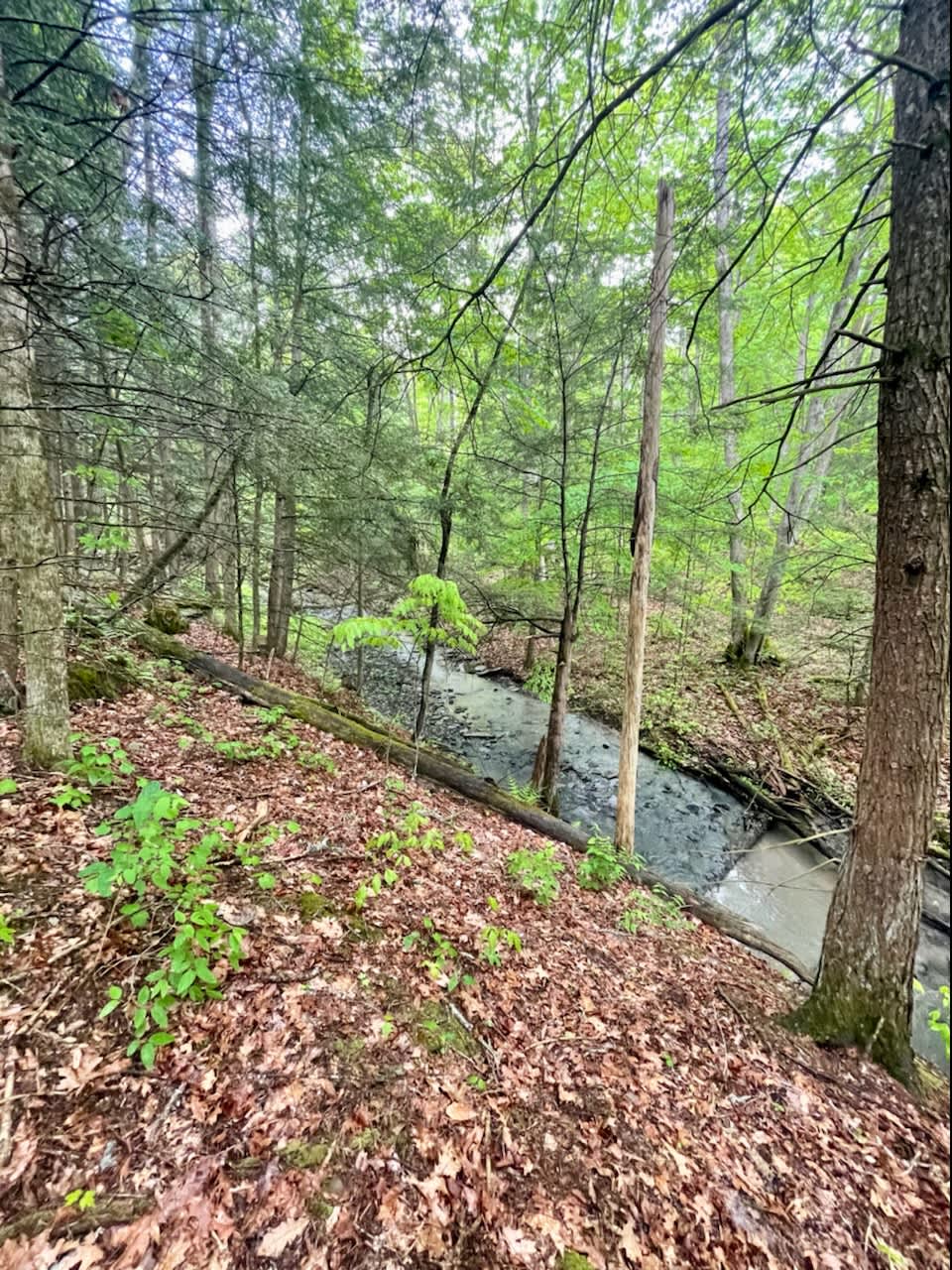 Cranberry Creek Hipcamp in Odessa, New York