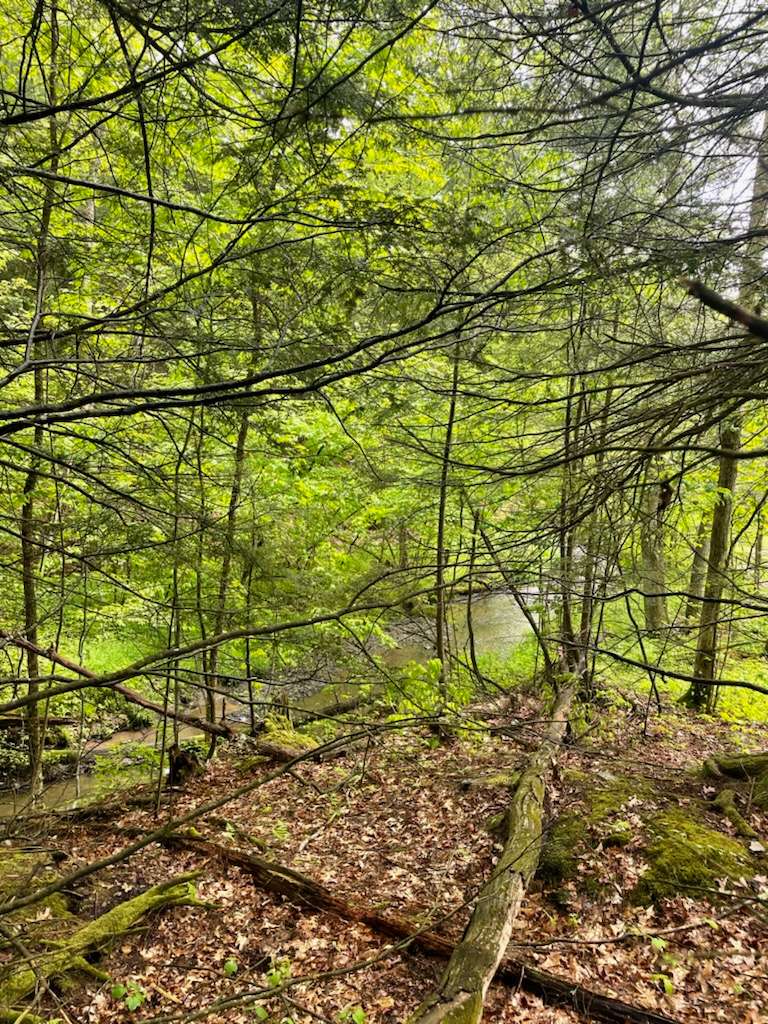 Cranberry Creek Hipcamp in Odessa, New York