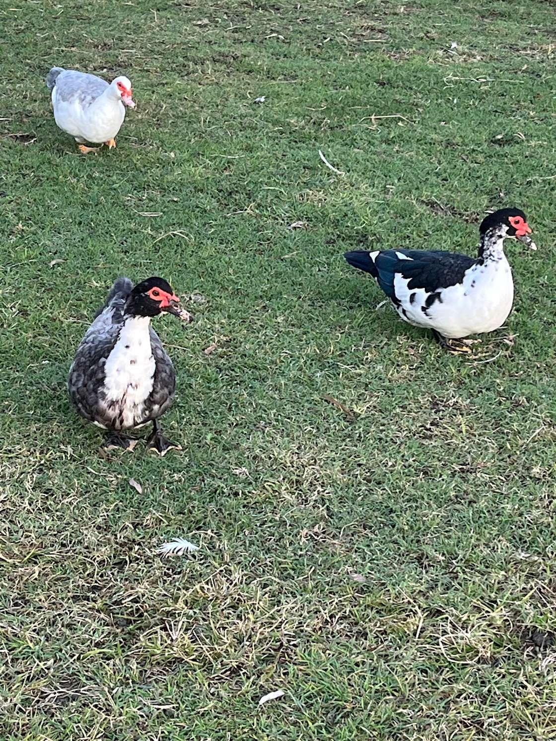 Coominya Family Farm Stay Hipcamp in Coominya, Queensland