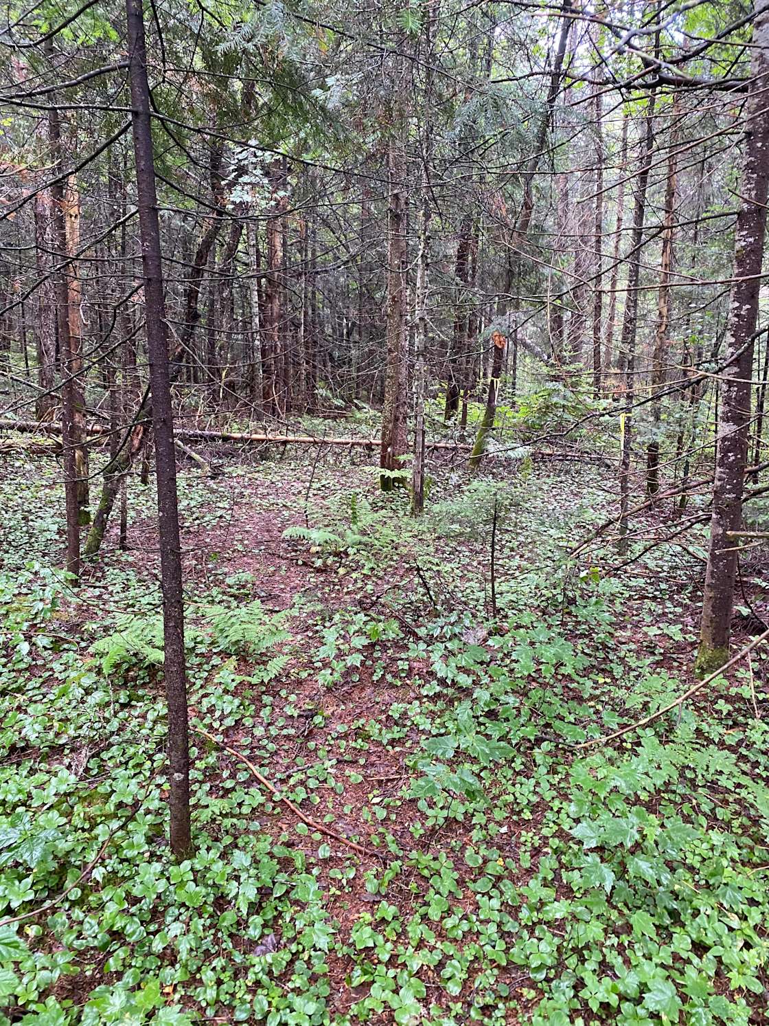 Bearview Farm Hipcamp in Mc Murrich/Monteith, Ontario