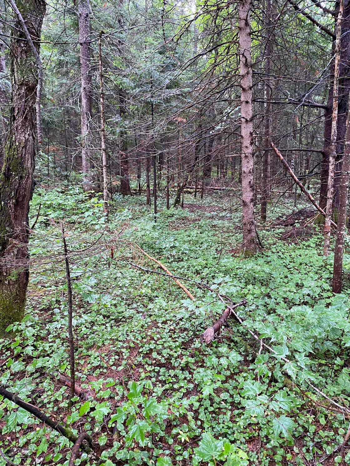 Bearview Farm Hipcamp in Mc Murrich/Monteith, Ontario