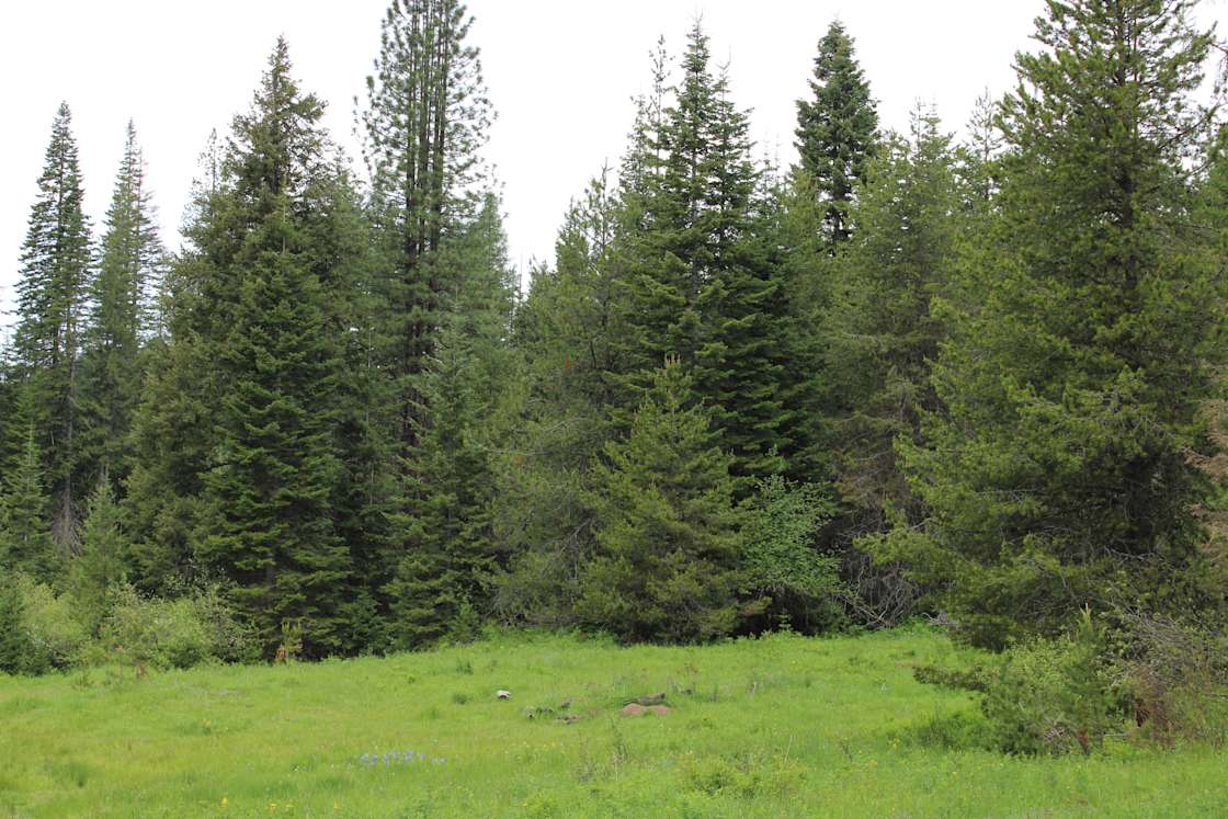 Butterfield Meadows Hipcamp in Elk River, Idaho