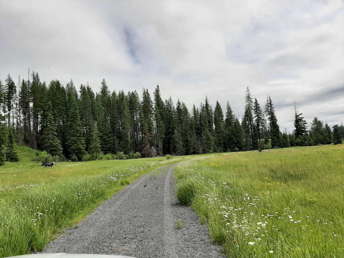 Butterfield Meadows Hipcamp in Elk River, Idaho