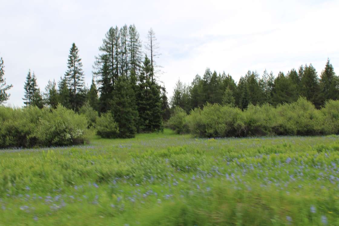 Butterfield Meadows Hipcamp in Elk River, Idaho